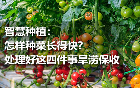 智慧種植：怎樣種菜長(zhǎng)得快？處理好這四件事旱澇保收